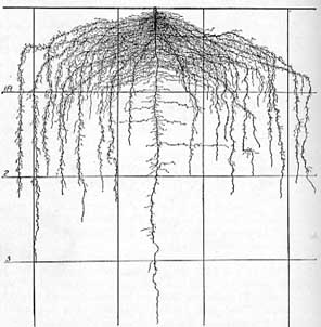 fig93.jpg