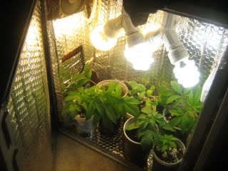 420004.jpg