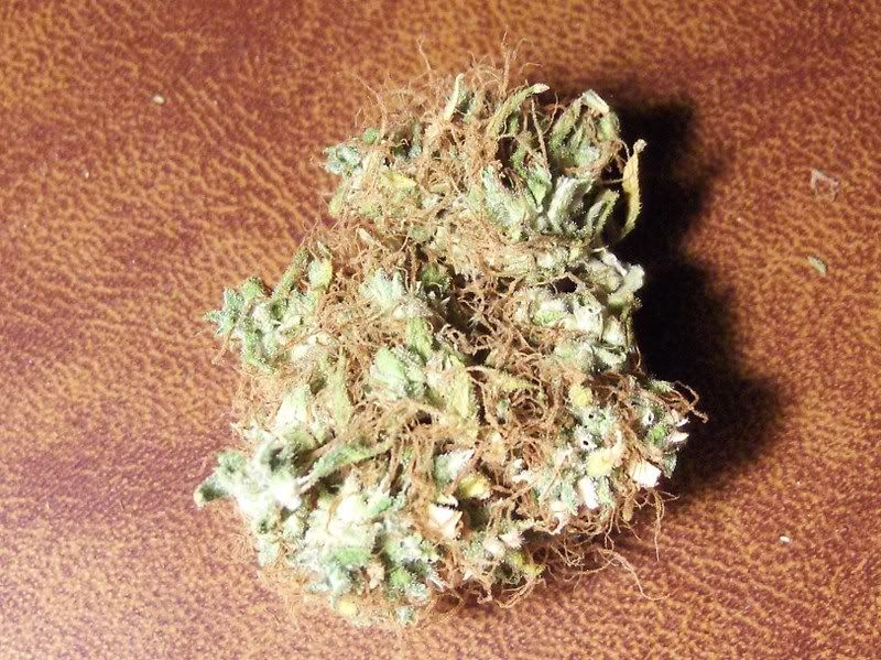 buddoc0051.jpg