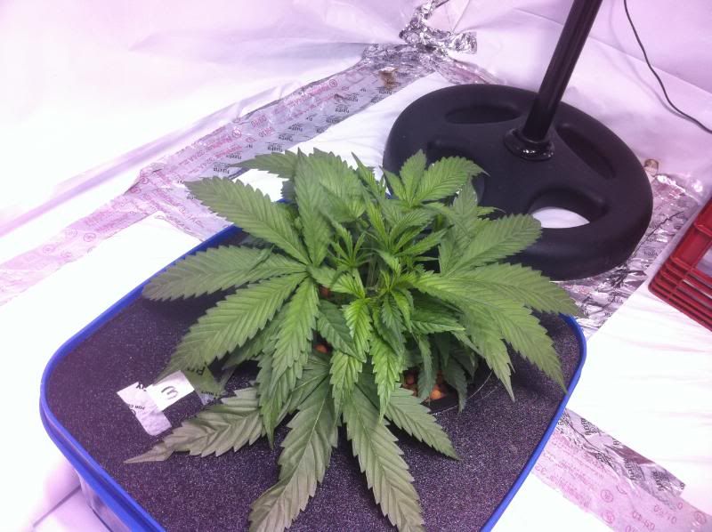 plant3end-1.jpg