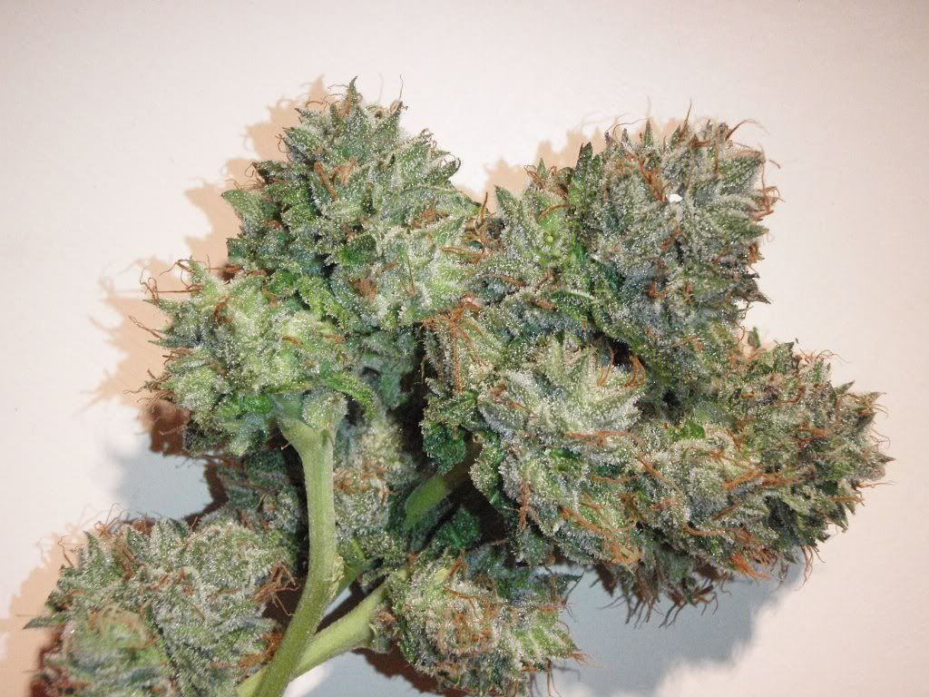 bubbakush3.jpg