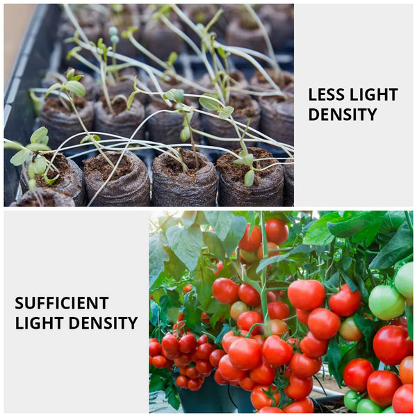light density in plant grow