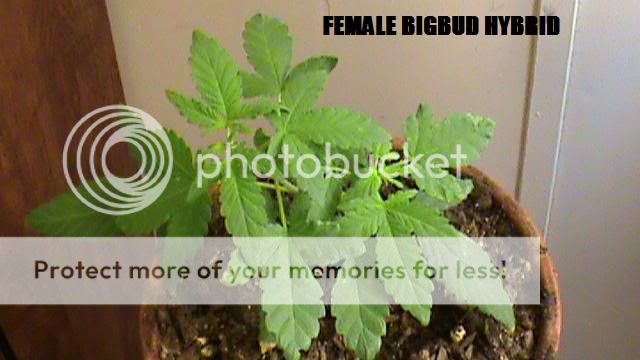 DSC03166.jpg