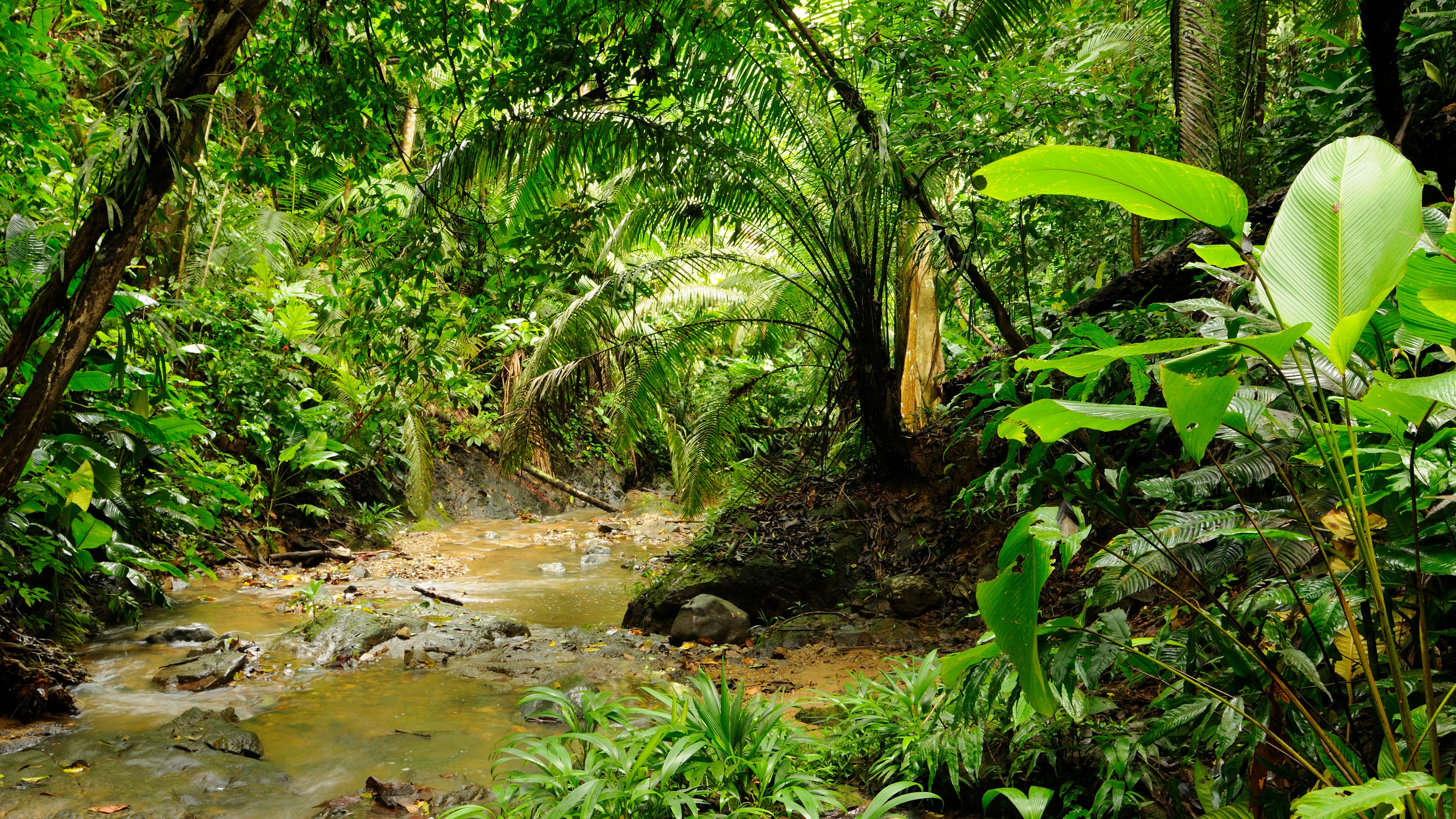 The 60-Mile Darién Gap Leaves the Pan-American Highway Forever Incomplete |  Condé Nast Traveler