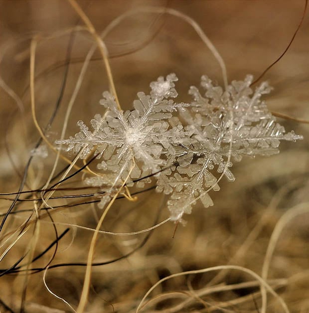 macrosnow-8.jpg