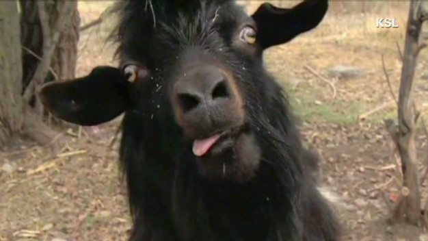 goat-626x352.jpg