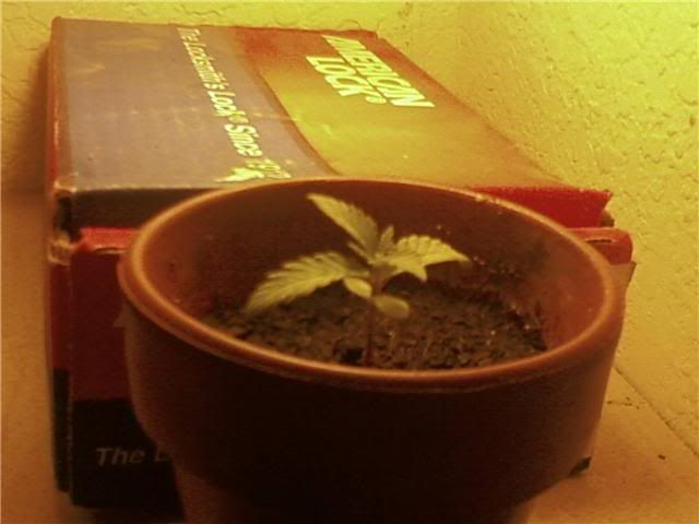 SEEDLING3.jpg