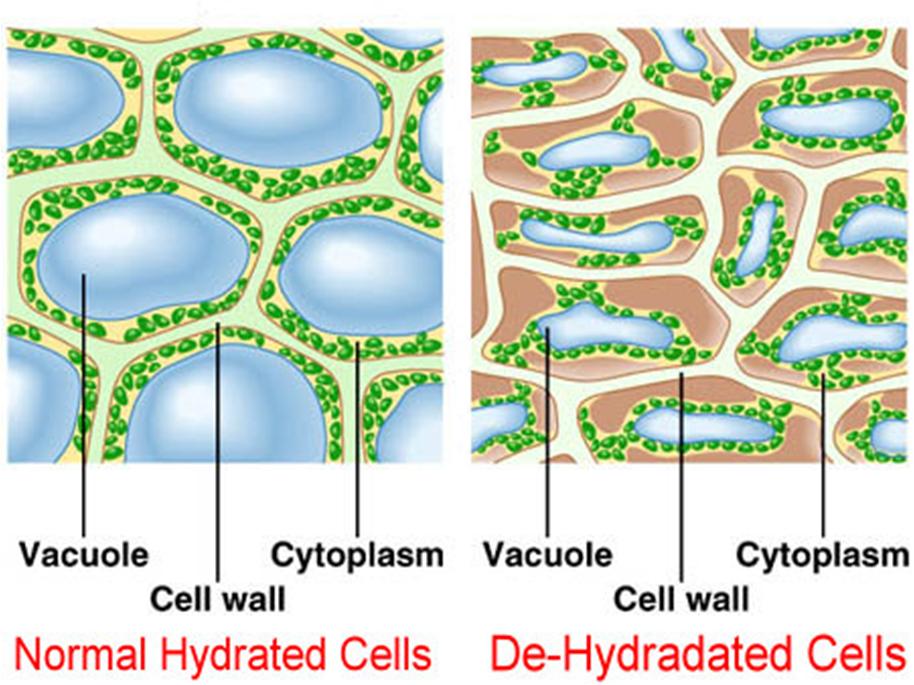 normal-dehydrated-cell1.jpg