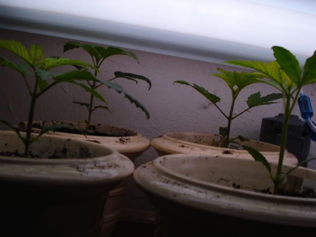 DSC00055.jpg