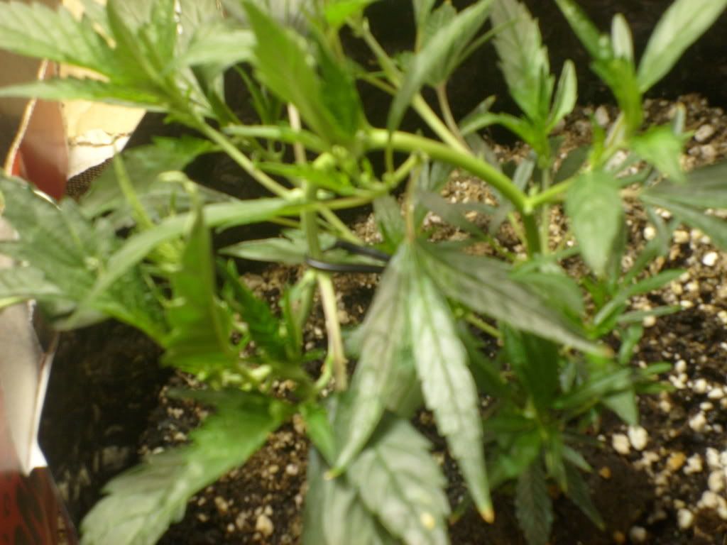 S6300138.jpg