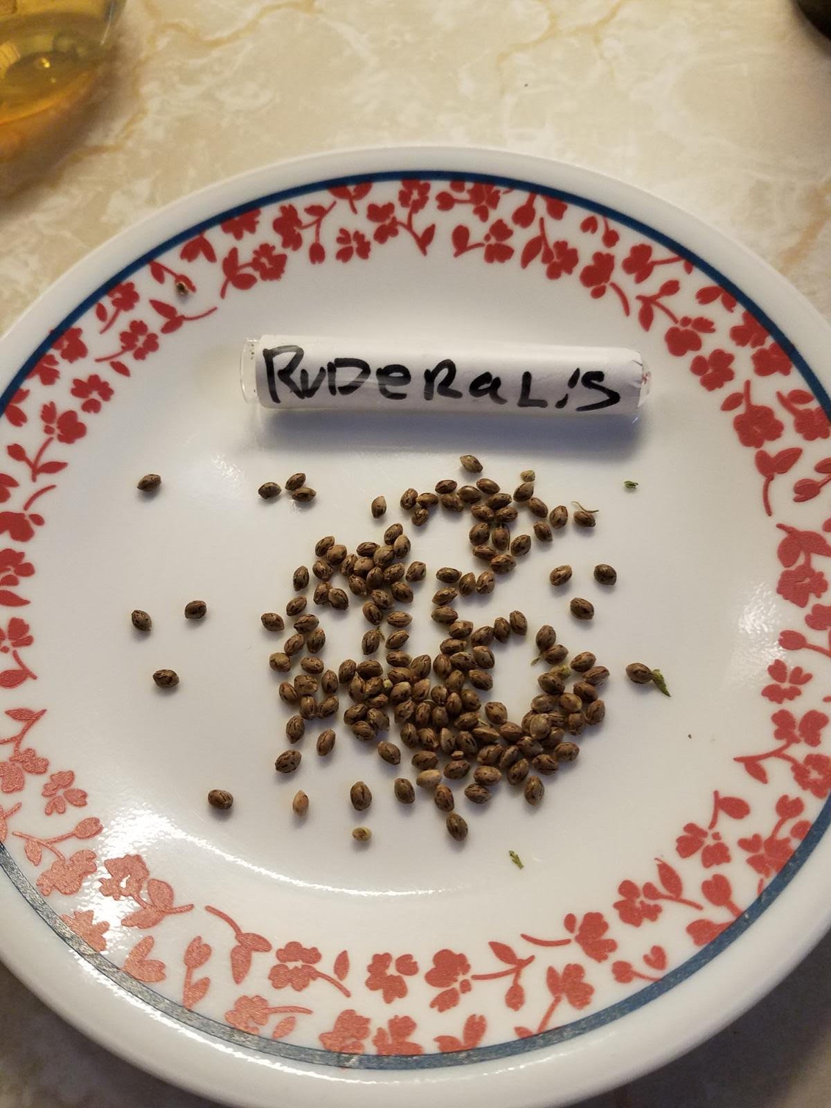 ruderalis-seeds.jpg