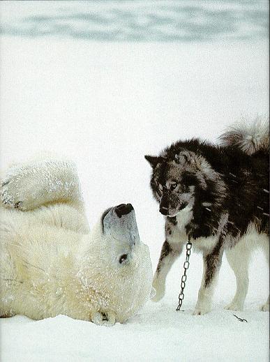 2_POLARPUP2.jpg