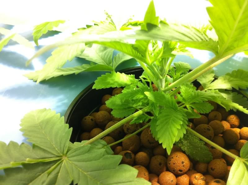 plant32.jpg