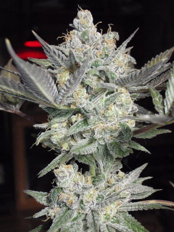 grandmasterharvest13.jpg