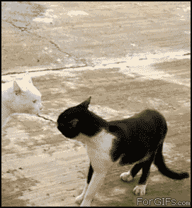 gifs_02.gif