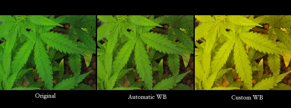 whitebalance.jpg