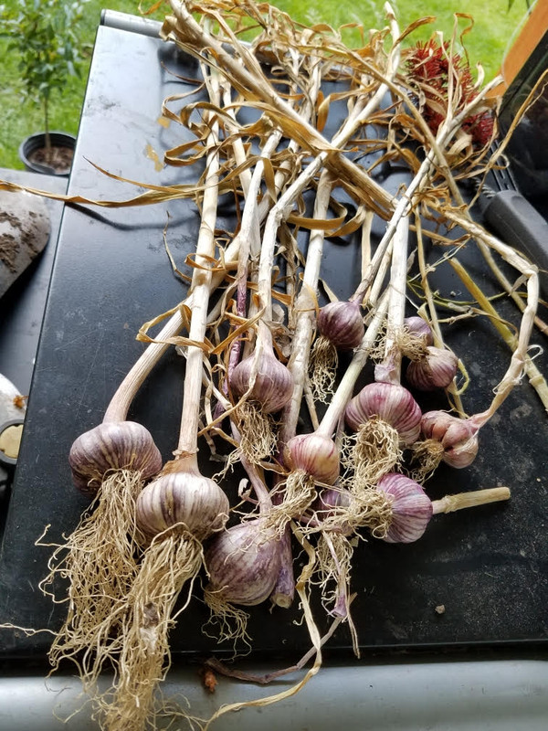 616garlic.jpg