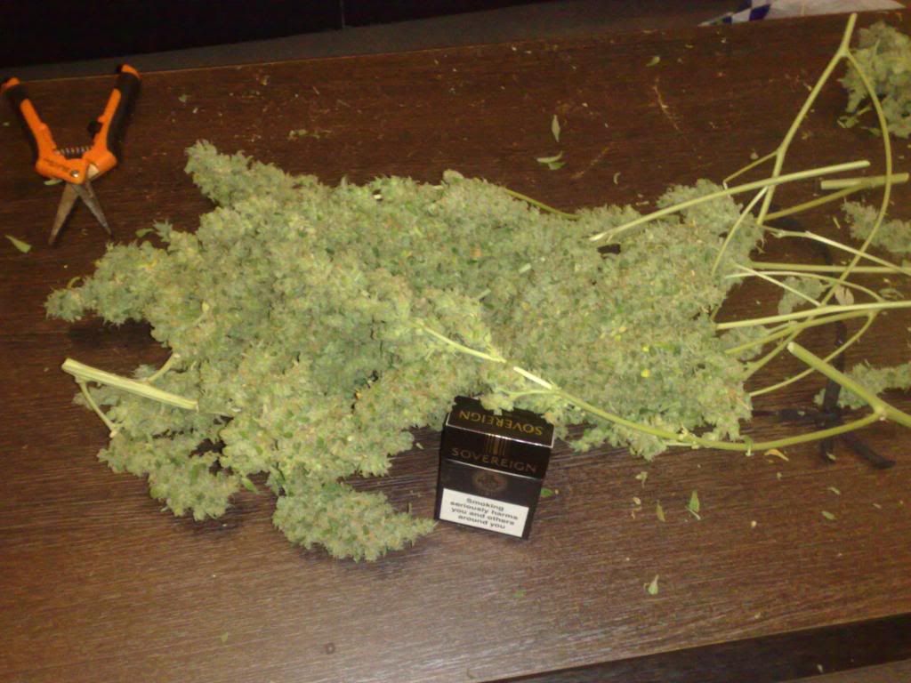 trim010.jpg