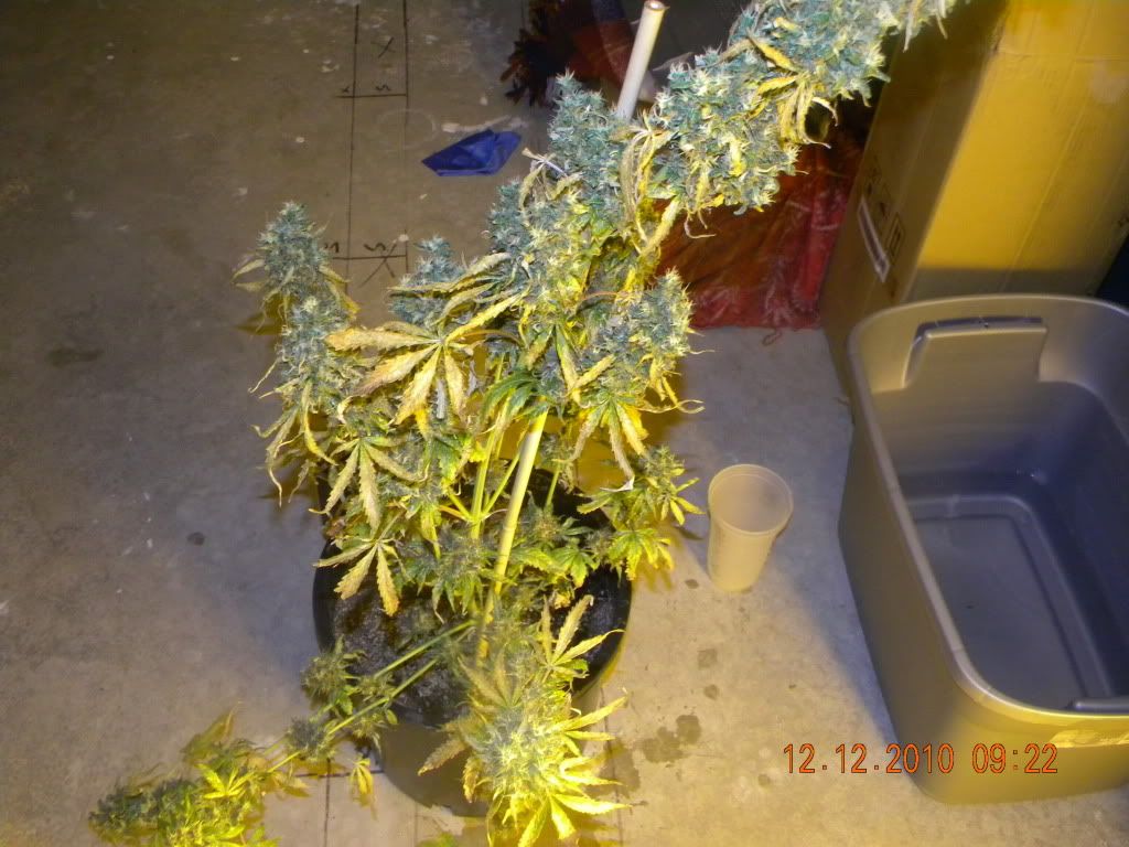 DSCN1450.jpg