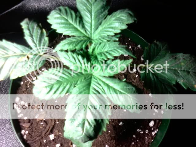 p_00087-1.jpg