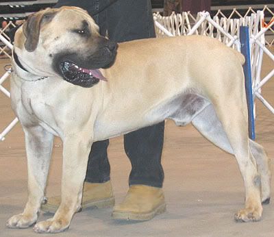 south_african_boerboel_h02.jpg