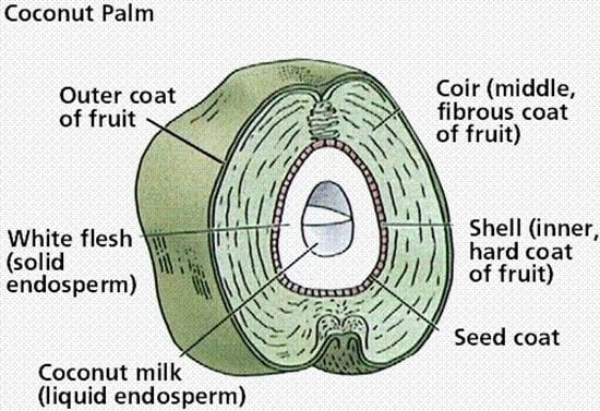 coconut-structure.jpg