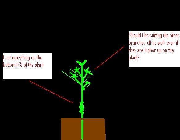 sog.jpg