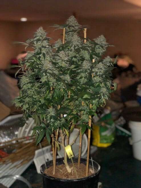 www.greatlakesgenetics.com