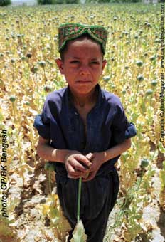 2225-poppy-field_drought.jpg