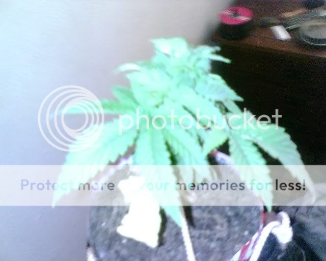 IMG00163.jpg