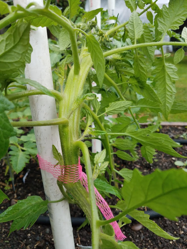 tomatofasciation1.jpg