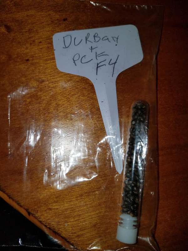 pckdurbanf4.jpg