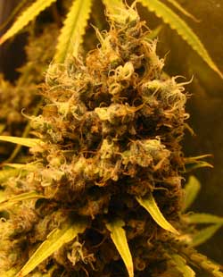 www.growweedeasy.com
