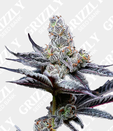 grizzly-cannabis-seeds.co.uk