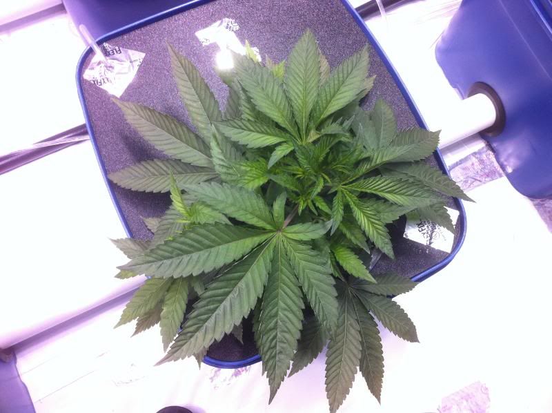 plant22-1.jpg