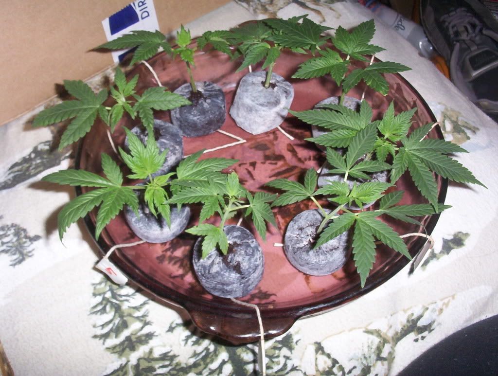 clones2.jpg