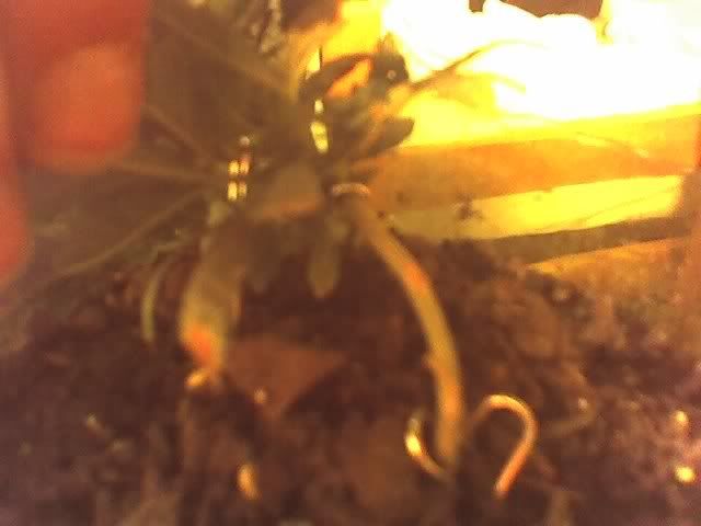 04-21-07_2236.jpg