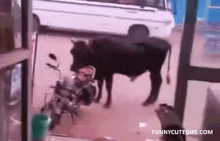 toro en moto jajaja | Animals, Funny, Animal gifs