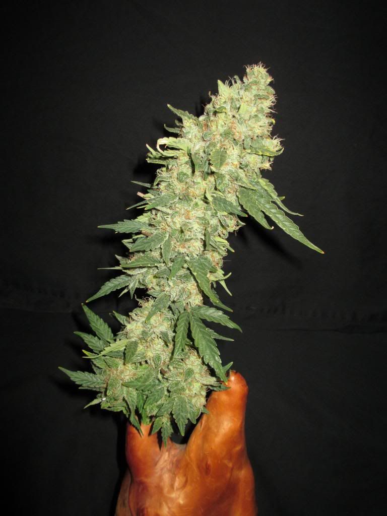 ClaustrumBud007_zpsaba35f7b.jpg