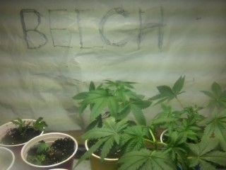 PhenoHuntVeggRoomandCuts004_zps7f7a7e37.jpg