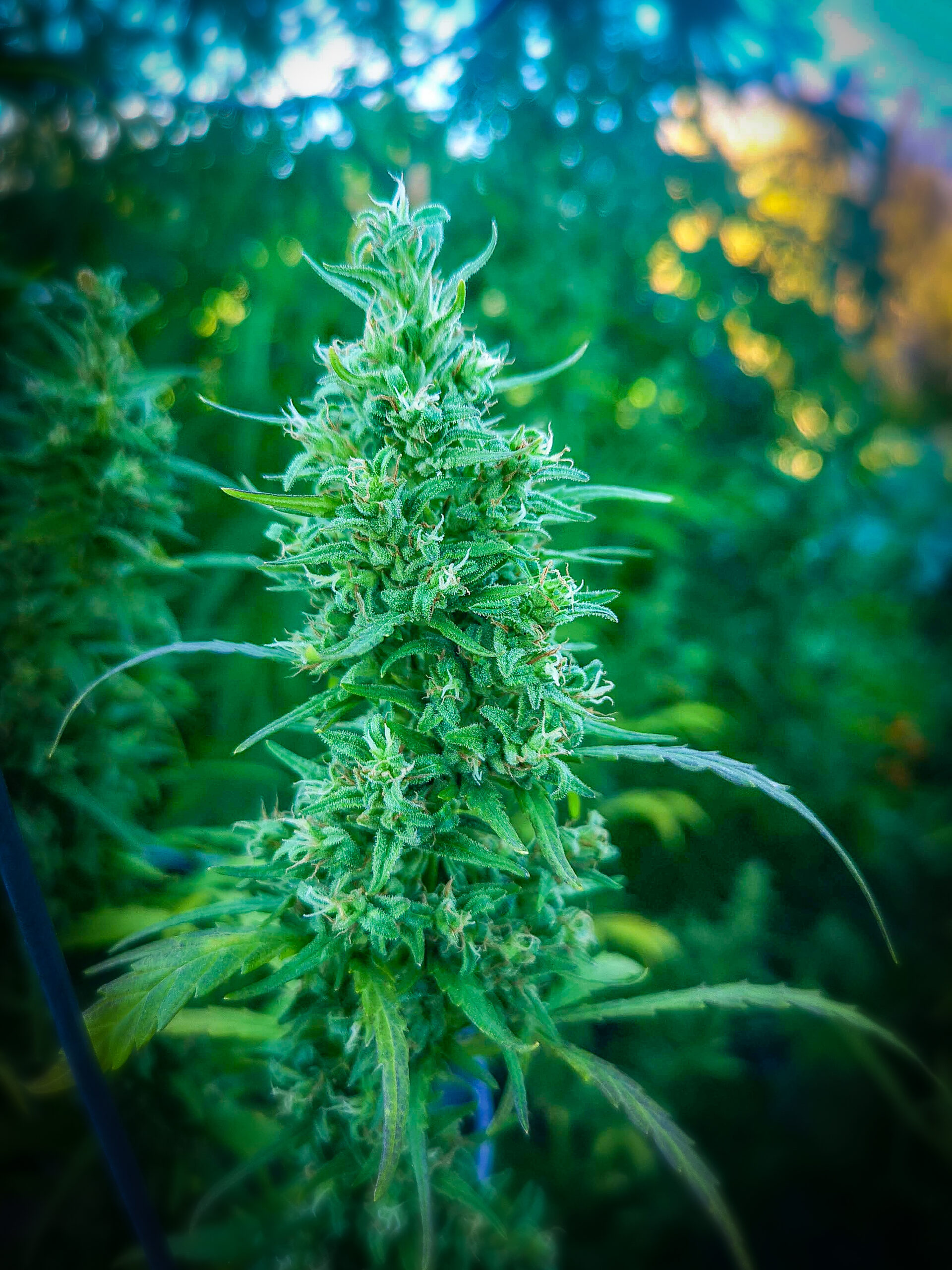 kwikseeds.com