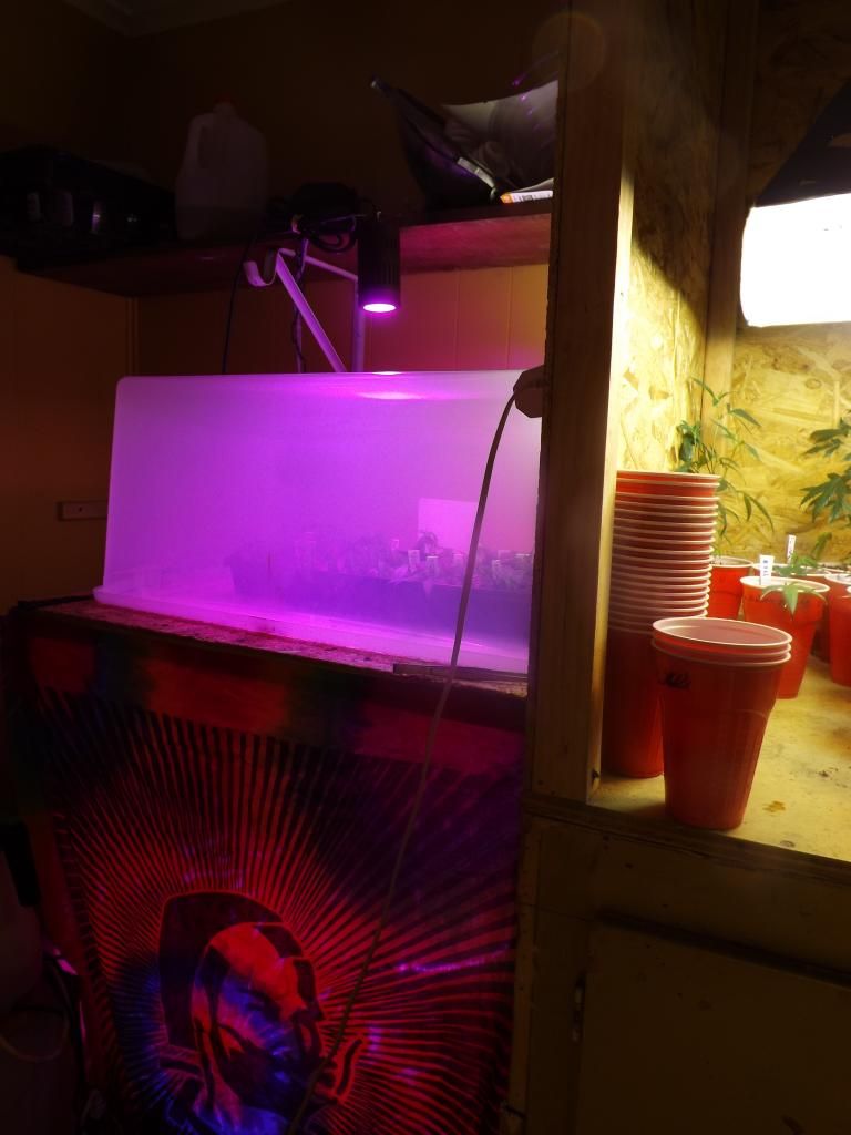 DSCF2407_zpsb66abca0.jpg