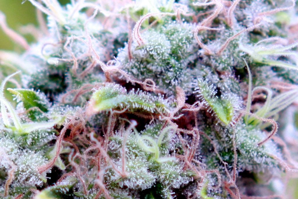 whitewidow-2.jpg