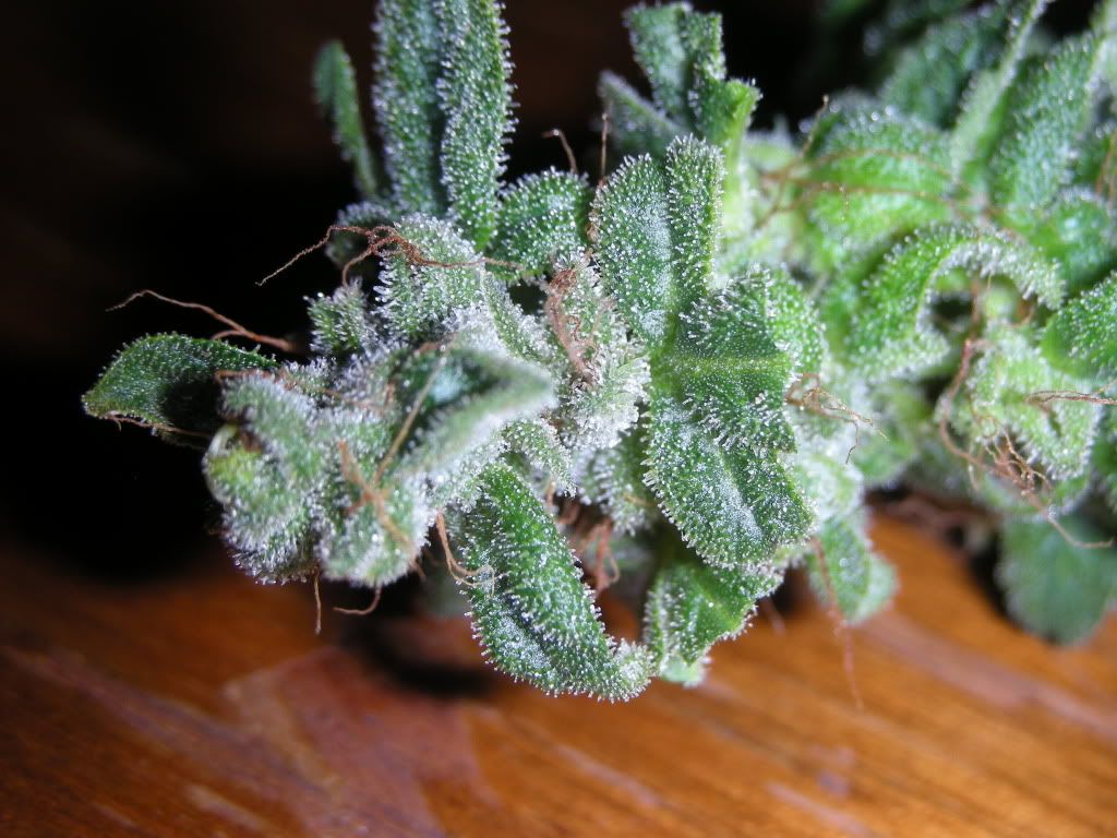 DSCN3042.jpg