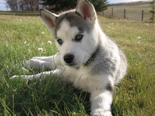 adorable-animal-cute-dobby-dog-fluffy-Favim.com-75922.jpg