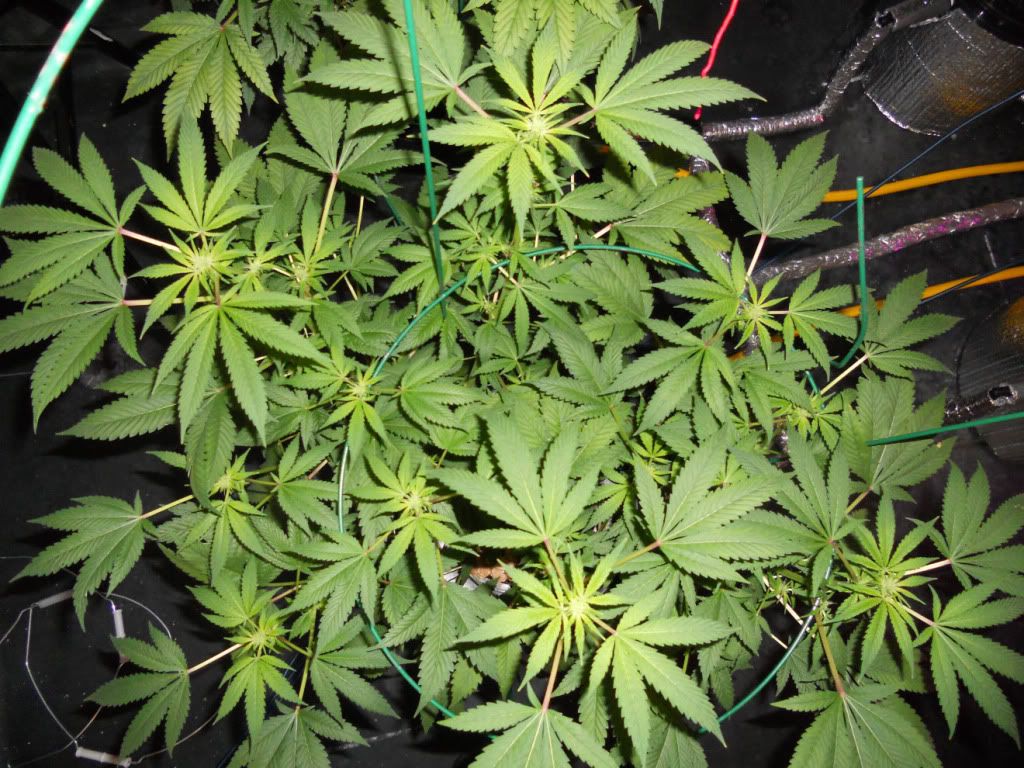 G13A3_Day24f.jpg