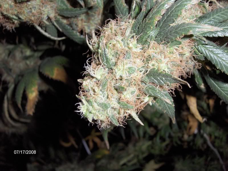 onedayb4flush010.jpg