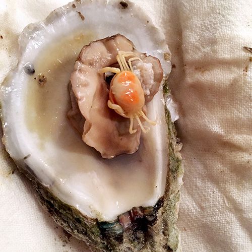 Southern Secret: The Pea Crab | Obx food, No cook meals, Food