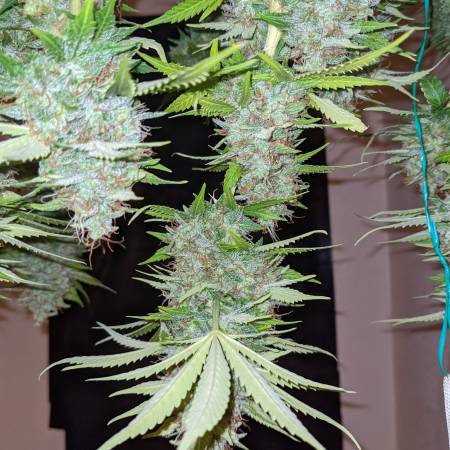 growdiaries.com