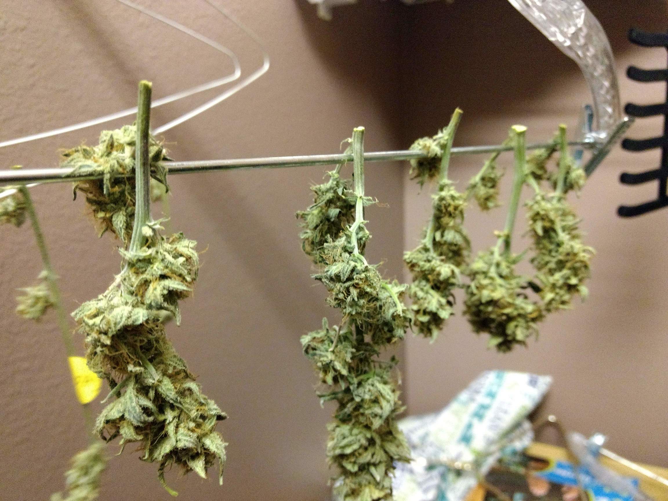 www.marijuana-seeds.nl